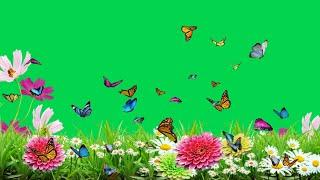 Flower green screen butterfly video effect | Green screen butterfly video |Green screen flower video