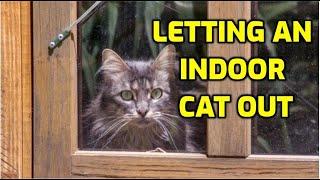 Is It OK To Let An Indoor Cat Outside?