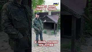 Жизнь собаки в Украине и россиянина при Путине #украина #война #приколы #россия