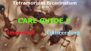 Tetramorium Bicarinatum - Care Guide - Ep-10 Special