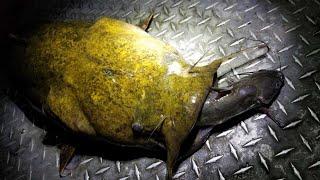 Catching Flatheads with Live Channel Catfish