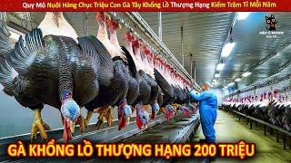 Quy Mô Nuôi Hàng Chục Triệu Con Gà Tây Khổng Lồ Thượng Hạng Kiếm Trăm Tỉ Mỗi Năm