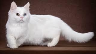 Наполеон-Менуэт карликовая порода кошек с короткими лапами