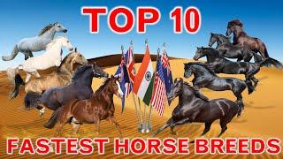 Top 10 Fastest Horse Breeds in the World | Country's Best |  Top Speed