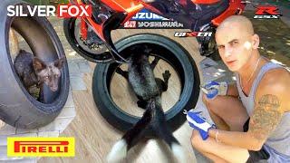 Лиса ест шину Pirelli. Канадский сфинкс и Тайная комната  @DenisKorza #лиса #sphynxcats #лысыйкот