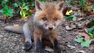 A Little Fox Lost His Mother and Chased a Girl for 1 km,Begging for Help