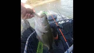 Catching a Football Sized Largemouth #kayakfishing #shorts