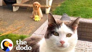 Puppy's Mission Is To Play With Her Older Cat Sibling | The Dodo