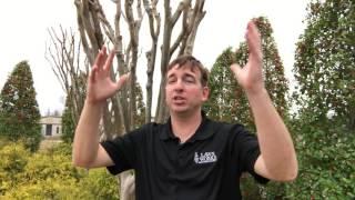 Crepe Myrtle Pruning