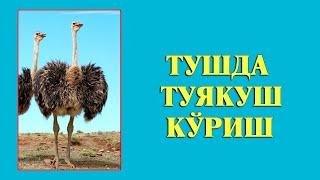 Туш табири - Тушда Туякуш куриш