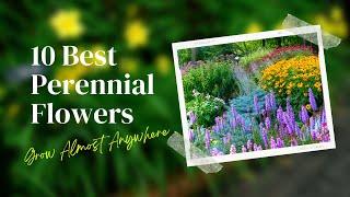 10 Best Perennial Flowers  That Will Grow Almost Anywhere 