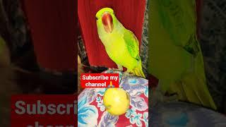 Mithu Parrot Talking Voice || plz saport my channel  #shorts #ytshorts #shortvideo