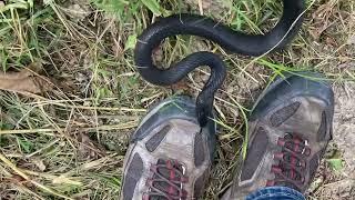 How fast is a black racer snake?