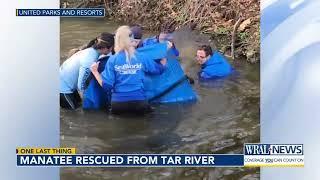 Manatee rescued from the Tar River in Pitt County