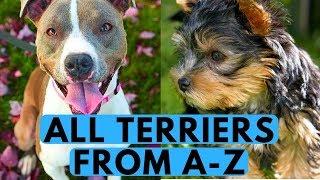 All Terrier Dog Breeds List (from A to Z)