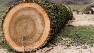 Do-it-yourself Oak Barrel | DIY Wood Barrel | How to make a wooden barrel in the garage