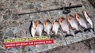 CARBON MEMANG BEDA‼️Aku Mancing Bawal & Patin Pake Joran Carbon Solid Dengan Umpan Daging Belut