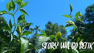 Story wa 60 detik, Cinematik Alam, Cinematic Backsound No copyright @InspirasiMandiri