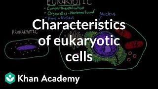 Characteristics of eukaryotic cells | Cells | MCAT | Khan Academy