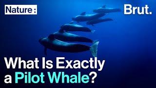 What Is Exactly a Pilot Whale?