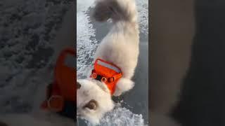 Should we buy him some skates?  #yeezy #iceskate #catsoftiktok #trending #fyp #norway