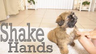 How to Train Your puppy to Shake Hands | Shih Tzu TOO CUTE