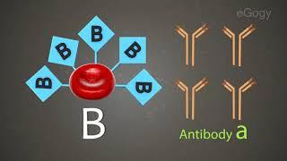 What to Know About Human Body Blood/Malayalam