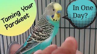 Can a Budgie Be Tamed in One Day?