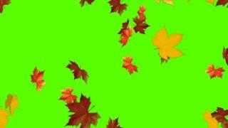 #falling leaves effect animation greenscreen|| #srishivansh