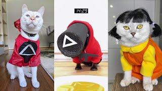 Squid Game Netflix Dogs And Cats - Tik Tok Squid Game Challenge