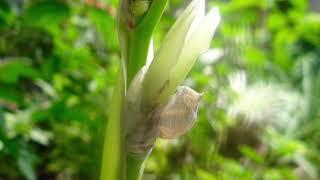 La flor del Capacho.