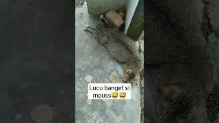 Kucing Hamil Tidur Lucu