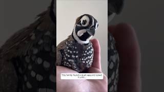 This family found a quail egg and raised it until... #animalshorts #shortvideo #animalrescue