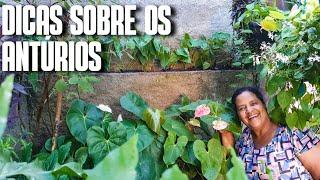 DICAS SOBRE OS ANTÚRIOS: PLANTEI MEUS ANTÚRIOS NO CANTEIRO E OLHA COMO FICARAM LINDOS | FLORAÇÃO