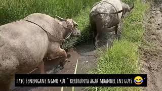 BAHAYA!!! KERBAUNYA MELEWATI JALUR PALING EKSTRIM SAAT PULANG DARI MEMBAJAK SAWAH