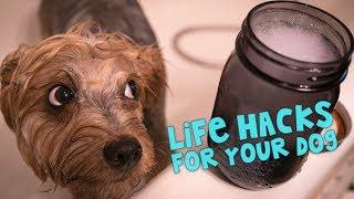 11 Awesome Life Hacks For Your Dog