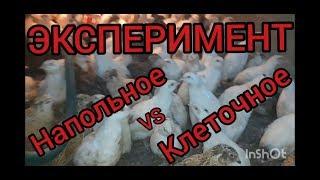 ПОДВОДИМ ИТОГ!!!ЭКСПЕРИМЕНТА !!!НАПОЛЬНОЕ vs КЛЕТОЧНОЕ СОДЕРЖАНИЕ ПЕРЕПЕЛОВ