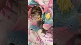 #веселоевидео #смешноевидео #котики #кошка #кошкивидеоприколыдослёз #смешныеживотные #смешно