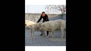 Топ 10 Волкодавы Великаны - часть 1...Giant Wolfhounds/巨型猎狼犬...