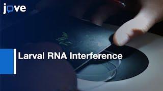 Larval RNA Interference In Red Flour Beetle, Tribolium castaneum l Protocol Preview