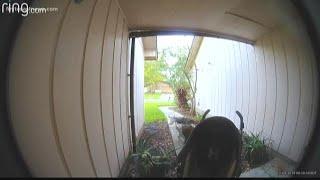 Loose dogs on home security camera killing woman's cat in Orange Park