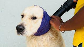 Pet Grooming Services At home Best #Pawspace  #goldenretriever