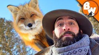 Can Coyote Outfox a Fox?!