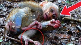 Oh God..! cute baby Tinky... what's happened...? mom milk.. po/or baby |Nice clip monkeys