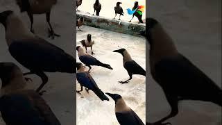 Crow Fighting #birds_and_animal_sounds #birds #birdsounds #animals #croweating #crowsounds #crowcall