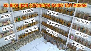 TOKO YANG JUAL IKAN CUPANG TERMURAH