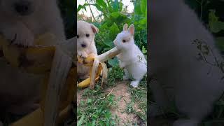 Dog feeds little rabbit banana Rabbit Cute pets Pastoral cute pets