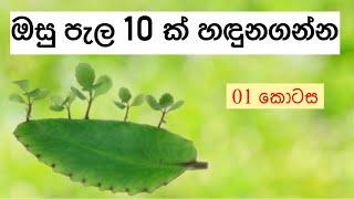 ඔසු පැල 10ක ගුණ දැනගමුද? | Benifits of 10 Herbal Plants | Ceylon Agri