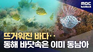 동해의 심상찮은 수온상승‥동남아 열대어까지 (2024.09.15/뉴스데스크/MBC)