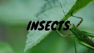 Insects Video | Nature Videos | Aesthetic Production | HD Videos